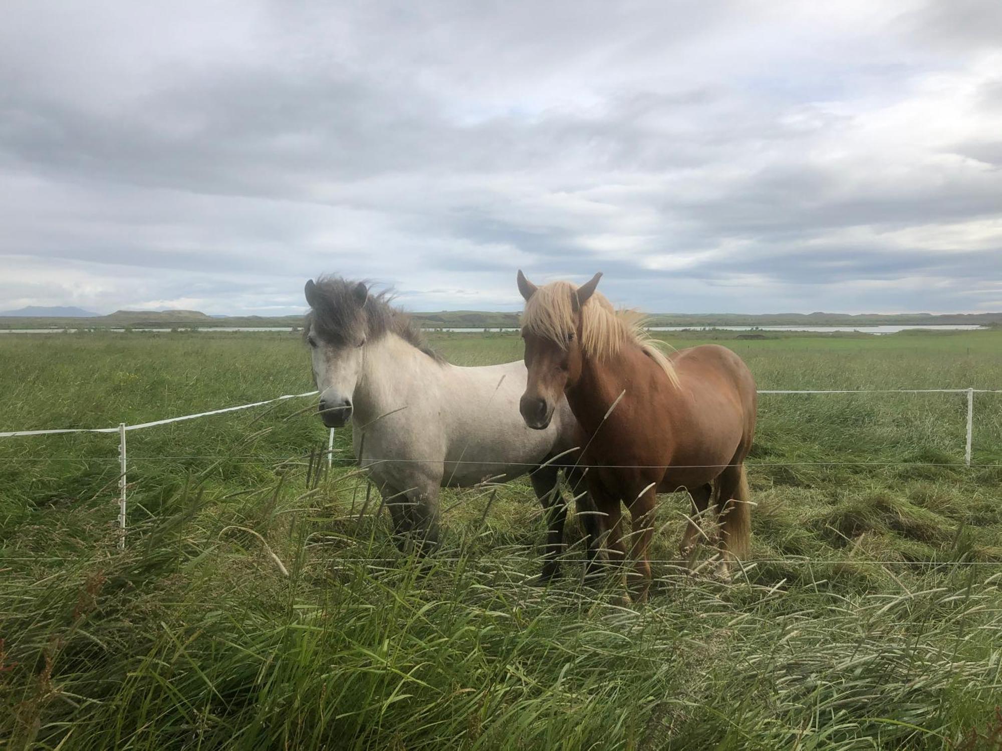 Þrandarholt Villa Hreppholar Luaran gambar
